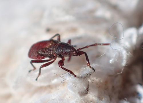Réf. 255 544 : Oxycarenus lavaterae